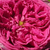 Roza - Stara vrtna vrtnica - Aurelia Liffa